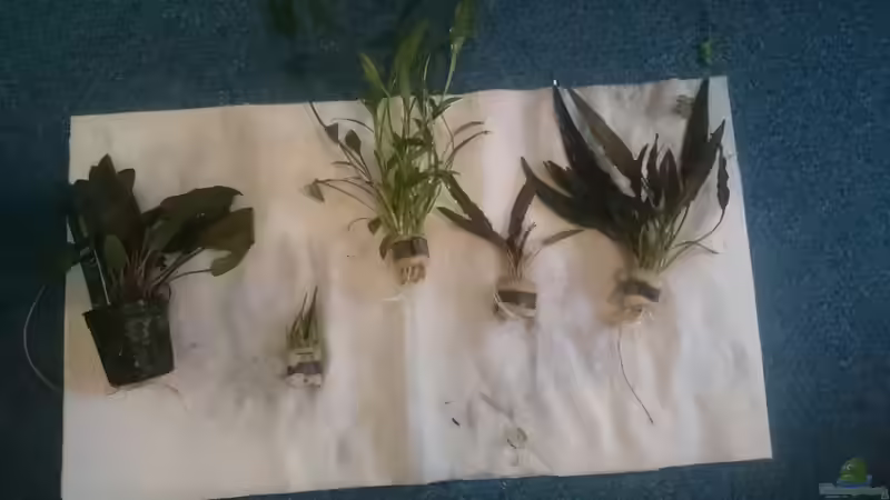 Pflanzen im Aquarium Kiesgrube von Z to the osel (7)