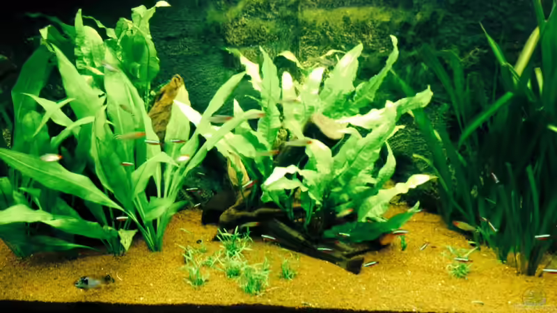 Pflanzen im Aquarium Klassisches Gesellschaftsaquarium von Hage81 (12)