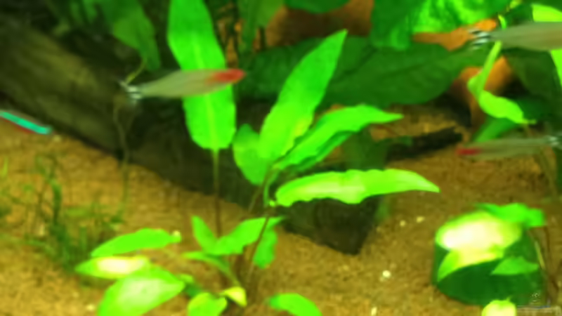 Pflanzen im Aquarium Klassisches Gesellschaftsaquarium von Hage81 (13)