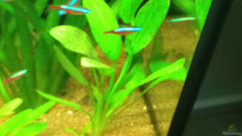 Pflanzen im Aquarium Klassisches Gesellschaftsaquarium von Hage81 (14)