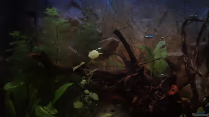 Pflanzen im Aquarium klein aber fein von Kai Kern (4)