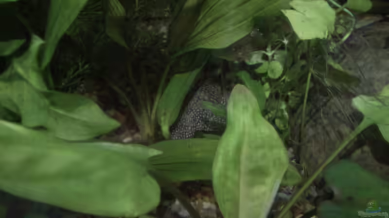 Pflanzen im Aquarium klein aber fein von Kai Kern (5)