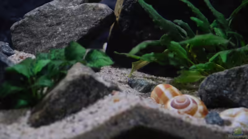 Pflanzen im Aquarium klein Afrika von junger Aquarianer (20)