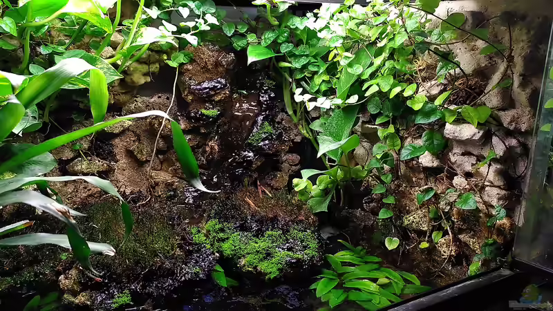 Pflanzen im Aquarium Klein-Asien von Stephi (9)