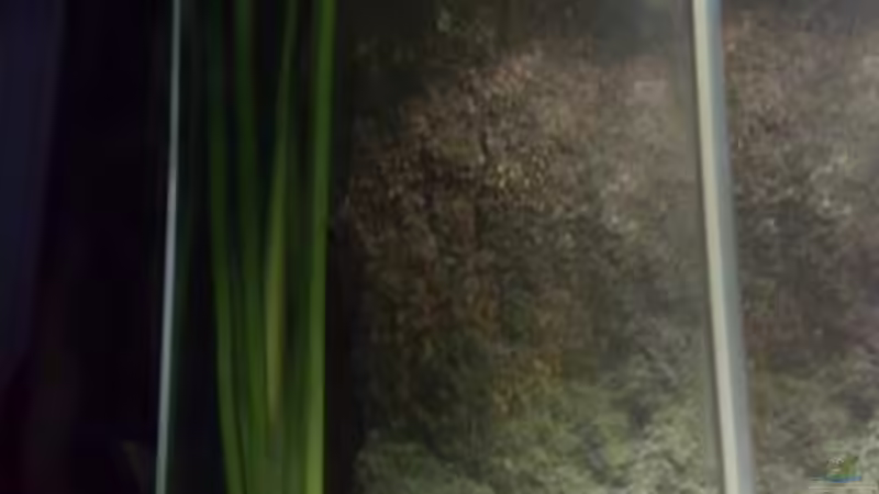 Pflanzen im Aquarium kleine Barsche von Chris_R. (14)