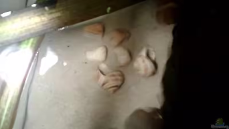 Pflanzen im Aquarium kleine Barsche von Chris_R. (15)