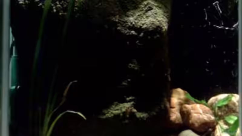 Pflanzen im Aquarium kleine Barsche von Chris_R. (16)