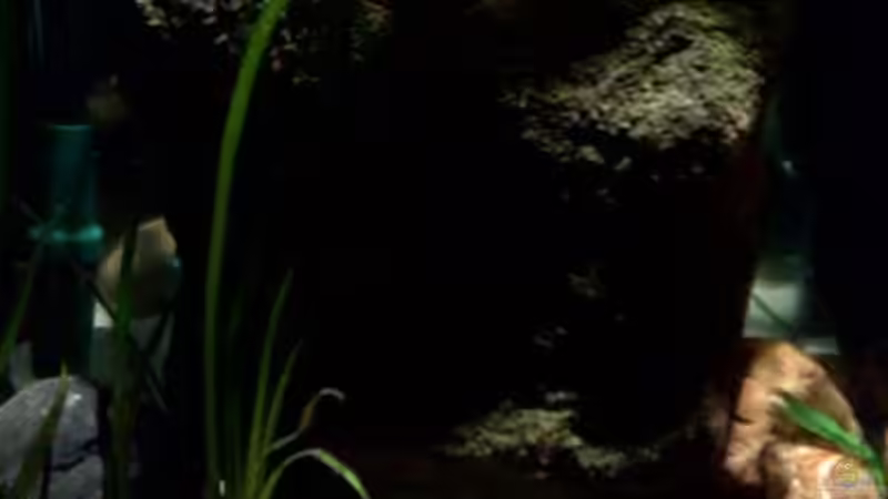 Pflanzen im Aquarium kleine Barsche von Chris_R. (17)