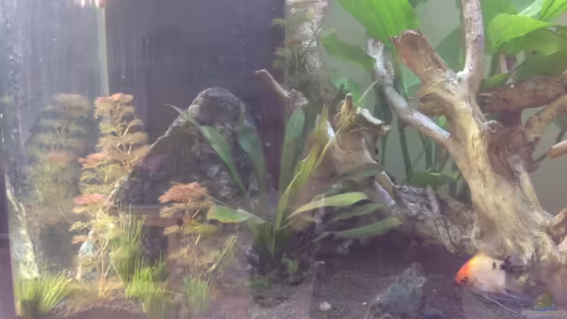 Pflanzen im Aquarium kleine Südamerika Oase von Poggy (3)