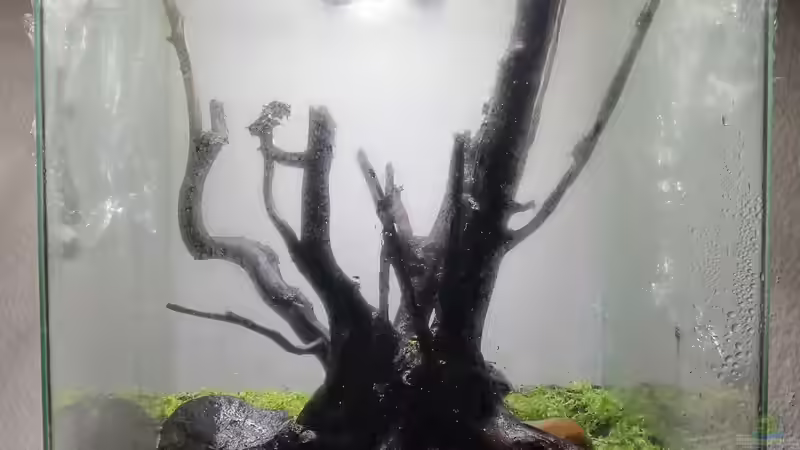 Pflanzen im Aquarium Kleiner Kubus (DENNERLE 60er) von koba2 (15)