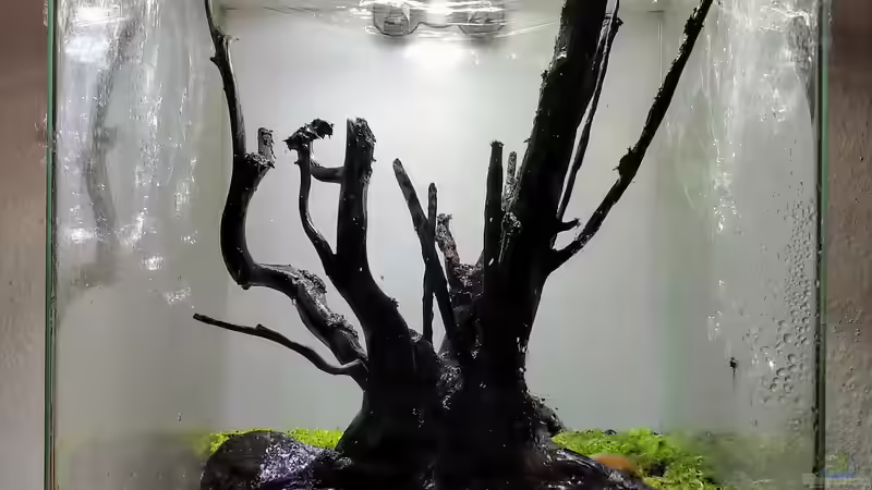 Pflanzen im Aquarium Kleiner Kubus (DENNERLE 60er) von koba2 (19)