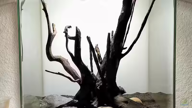 Pflanzen im Aquarium Kleiner Kubus (DENNERLE 60er) von koba2 (20)