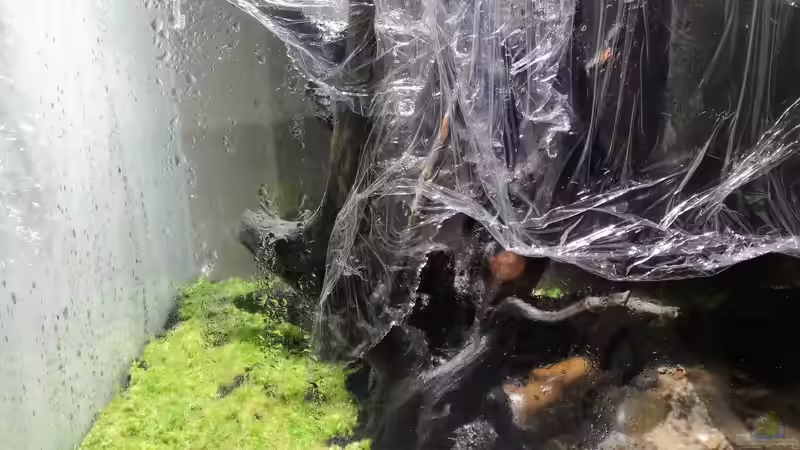 Pflanzen im Aquarium Kleiner Kubus (DENNERLE 60er) von koba2 (22)