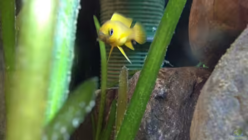 Pflanzen im Aquarium Kleiner Tanganjikasee von jules (7)