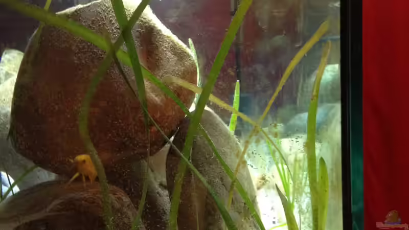 Pflanzen im Aquarium Kleiner Tanganjikasee von jules (8)