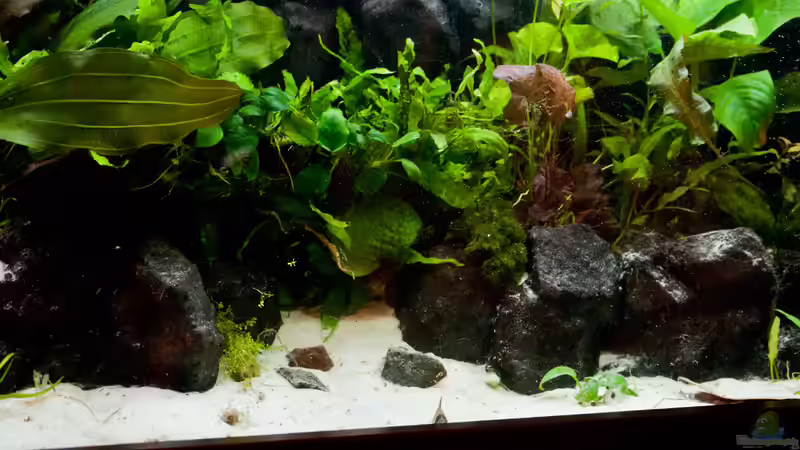 Pflanzen im Aquarium Kleiner Urwald von Melusine Vom Musenhain (3)