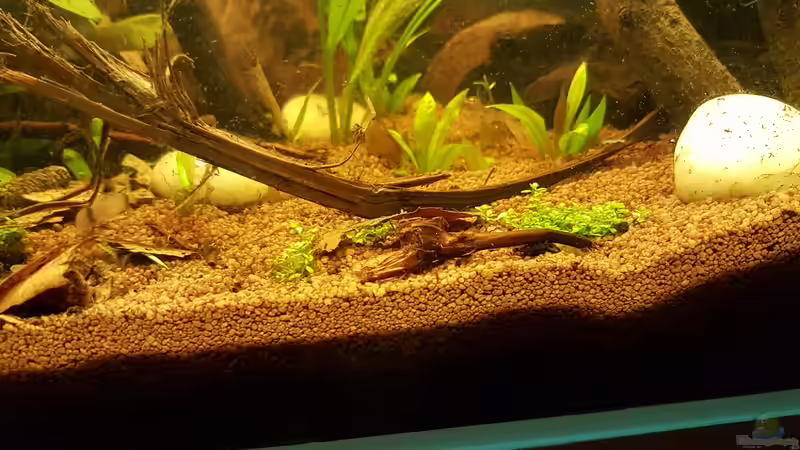 Pflanzen im Aquarium Kleines Amazonas Biotop von Kevin Engelsberger (7)