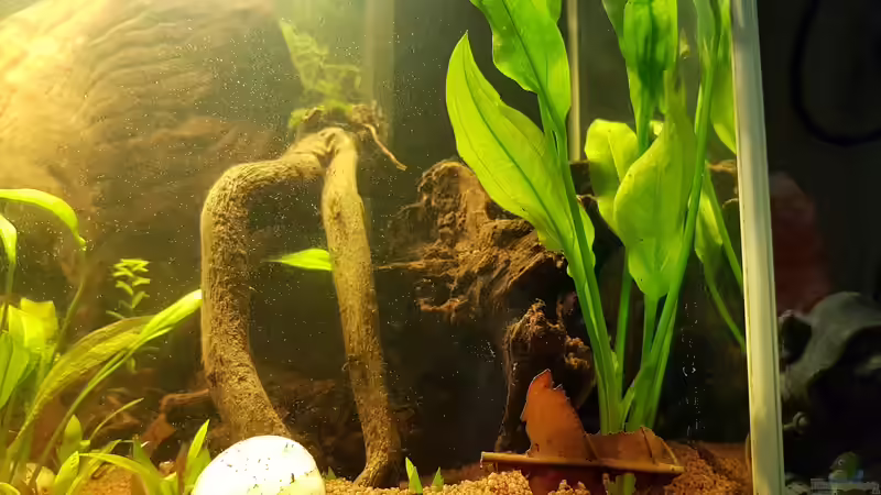 Pflanzen im Aquarium Kleines Amazonas Biotop von Kevin Engelsberger (8)