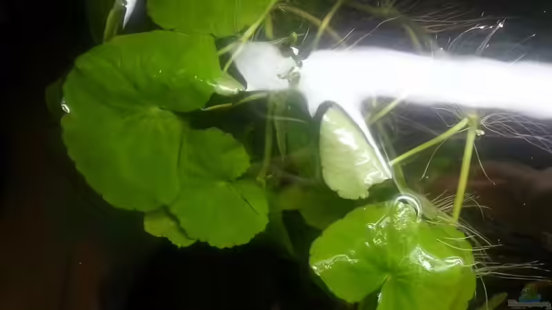 Pflanzen im Aquarium Kleines Amazonasbecken von Der Tiroler (2)