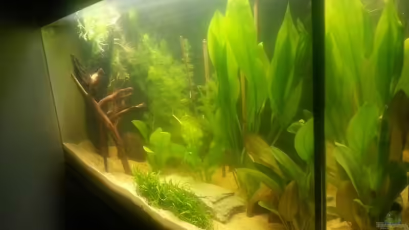 Pflanzen im Aquarium Kleines Amazonasbecken von Der Tiroler (3)