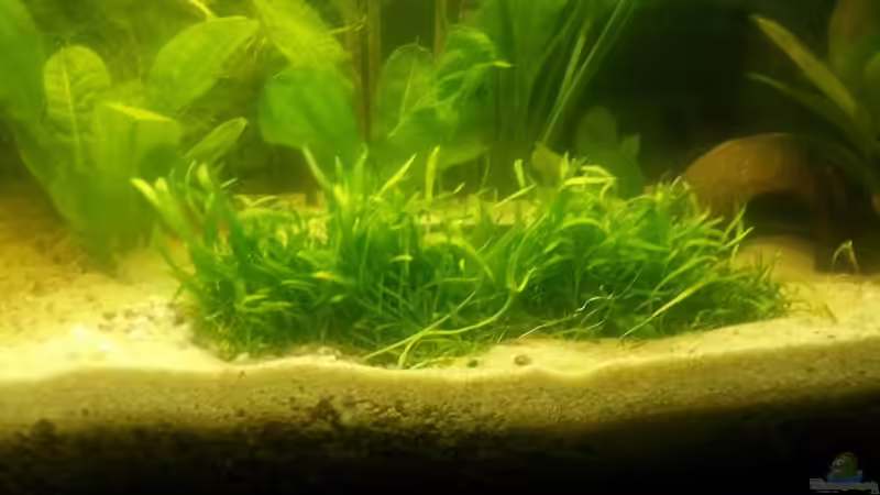 Pflanzen im Aquarium Kleines Amazonasbecken von Der Tiroler (4)