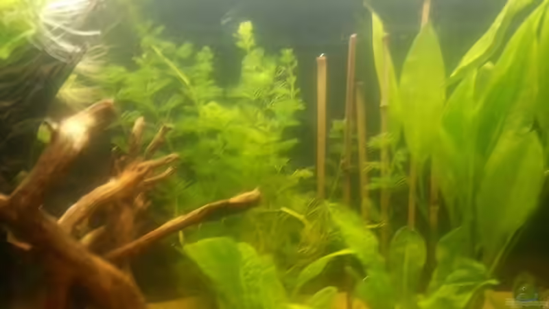 Pflanzen im Aquarium Kleines Amazonasbecken von Der Tiroler (5)