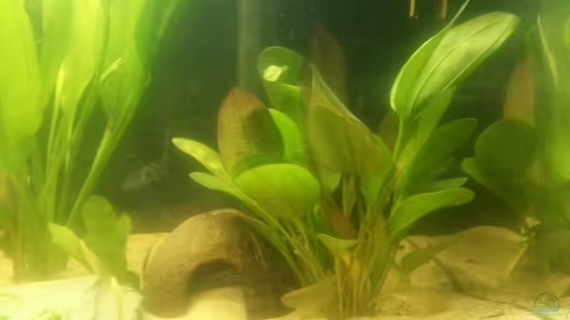 Pflanzen im Aquarium Kleines Amazonasbecken von Der Tiroler (6)