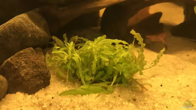 Pflanzen im Aquarium Kleines Amazonasbecken von MaFu (10)