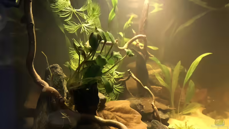 Pflanzen im Aquarium Kleines Amazonasbecken von MaFu (11)