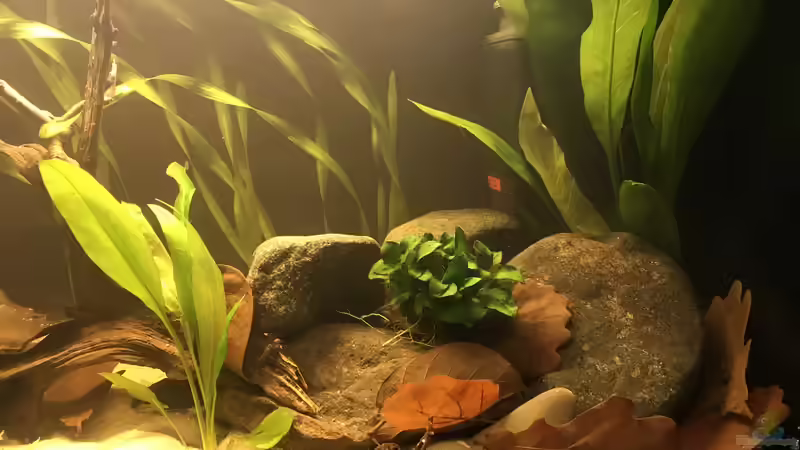 Pflanzen im Aquarium Kleines Amazonasbecken von MaFu (12)