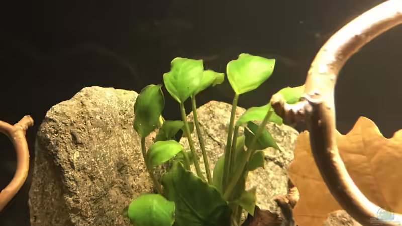 Pflanzen im Aquarium Kleines Amazonasbecken von MaFu (8)