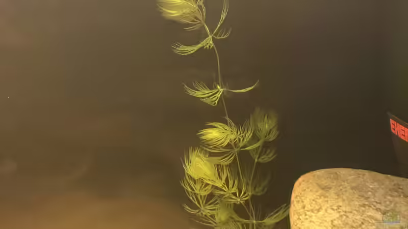 Pflanzen im Aquarium Kleines Amazonasbecken von MaFu (9)