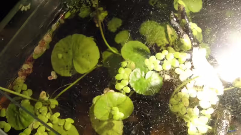 Pflanzen im Aquarium Kleines Betta Biotop von Laura (12)