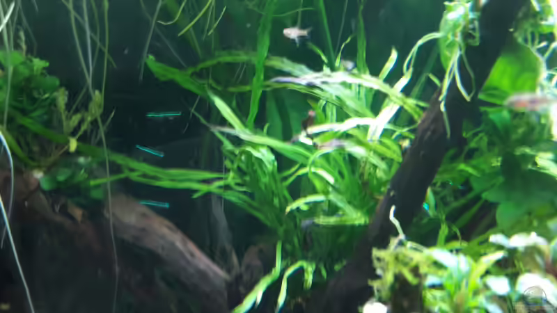 Pflanzen im Aquarium Kleines Gesellschaftsbecken von rams (10)