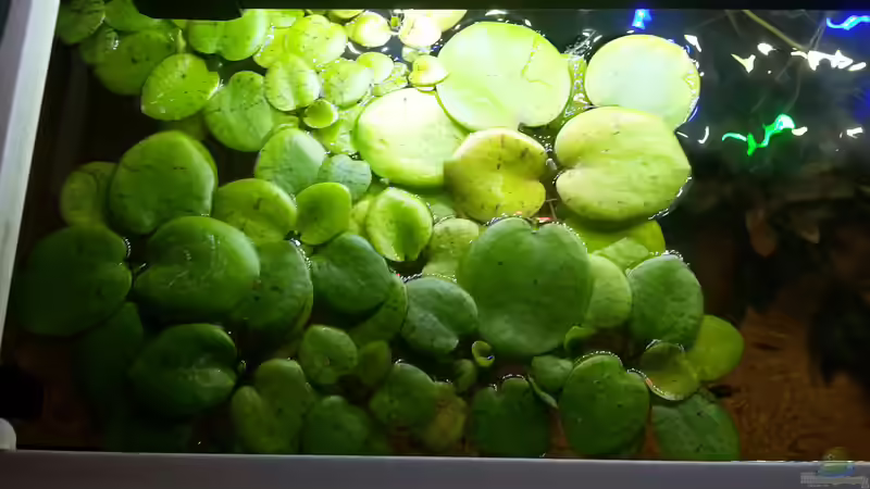 Pflanzen im Aquarium Kleines Gesellschaftsbecken von rams (11)