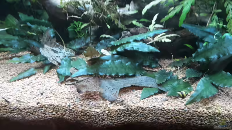 Pflanzen im Aquarium Kleines Gesellschaftsbecken von rams (4)