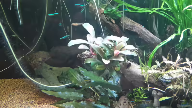 Pflanzen im Aquarium Kleines Gesellschaftsbecken von rams (6)
