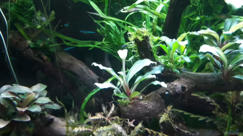 Pflanzen im Aquarium Kleines Gesellschaftsbecken von rams (7)