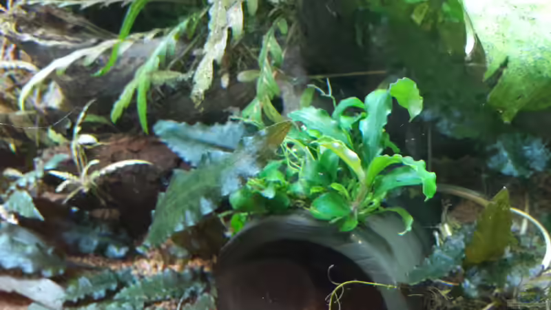 Pflanzen im Aquarium Kleines Gesellschaftsbecken von rams (8)