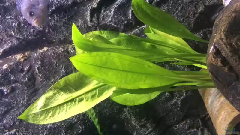 Pflanzen im Aquarium Kleines Heim von Flo87 (2)