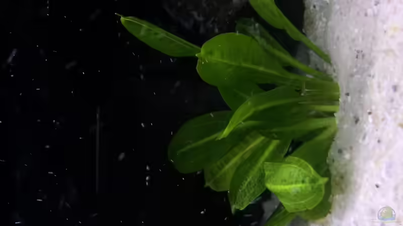 Pflanzen im Aquarium Kleines Heim von Flo87 (3)