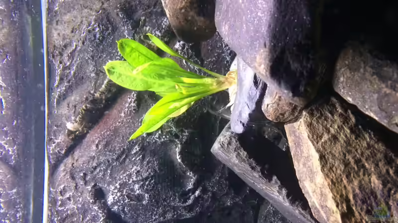 Pflanzen im Aquarium Kleines Heim von Flo87 (4)