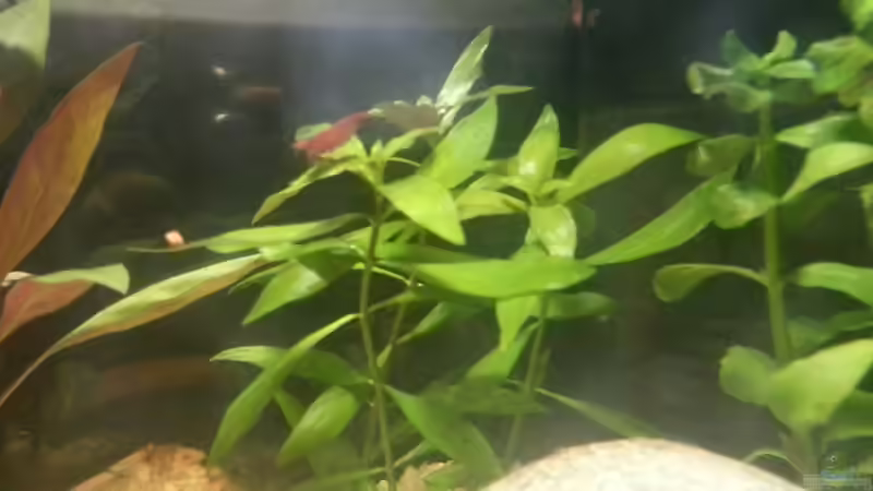 Pflanzen im Aquarium kleines Kleeblatt von Betta Ufuk (4)
