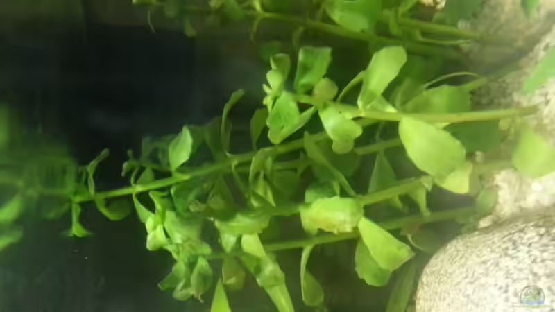 Pflanzen im Aquarium kleines Kleeblatt von Betta Ufuk (6)