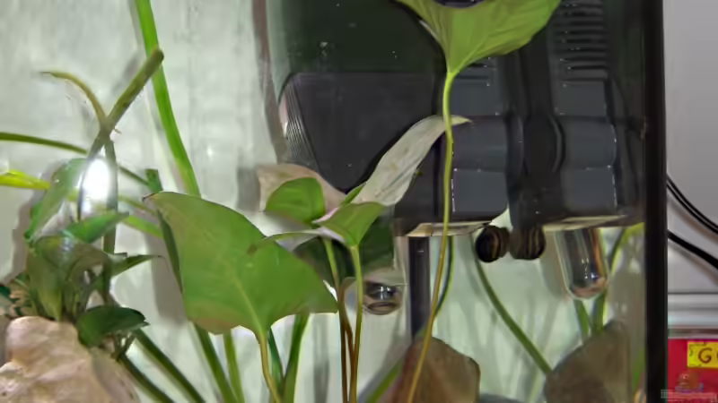 Pflanzen im Aquarium kleines Multibecken (N. multifasciatus) von Exotist (14)
