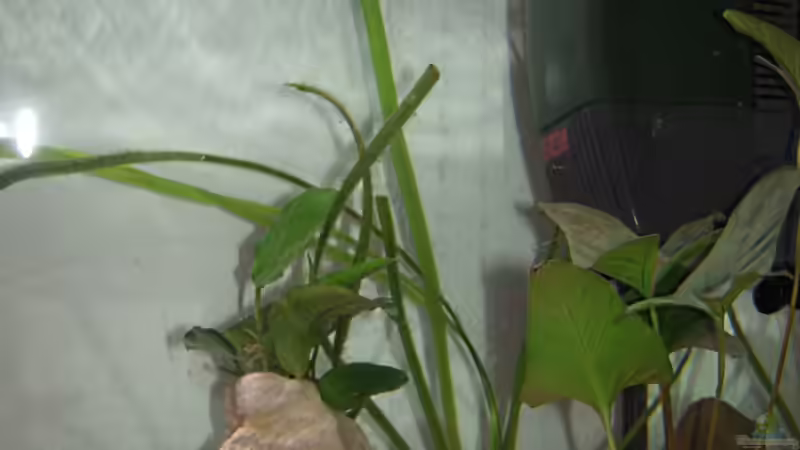 Pflanzen im Aquarium kleines Multibecken (N. multifasciatus) von Exotist (15)