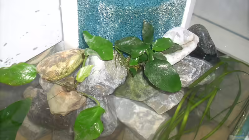 Pflanzen im Aquarium kleines Multibecken (N. multifasciatus) von Exotist (18)