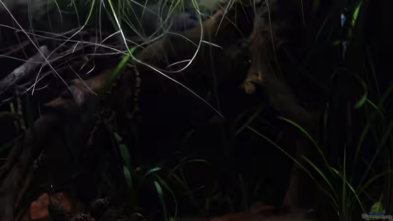 Pflanzen im Aquarium kleines schwarzes von die Perle... (11)