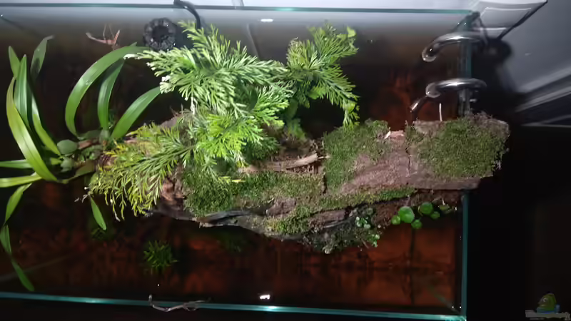 Pflanzen im Aquarium kleines Schwarzwasser von CzudemP (4)