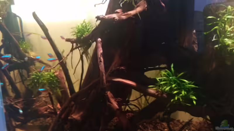 Pflanzen im Aquarium kleines Schwarzwasser von CzudemP (6)